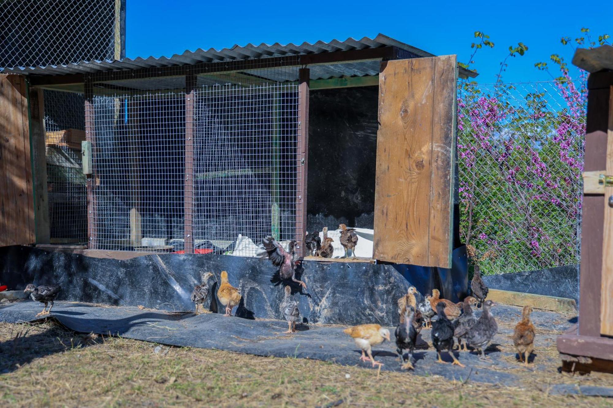 בראט Villa Shpiragu Village Experience מראה חיצוני תמונה