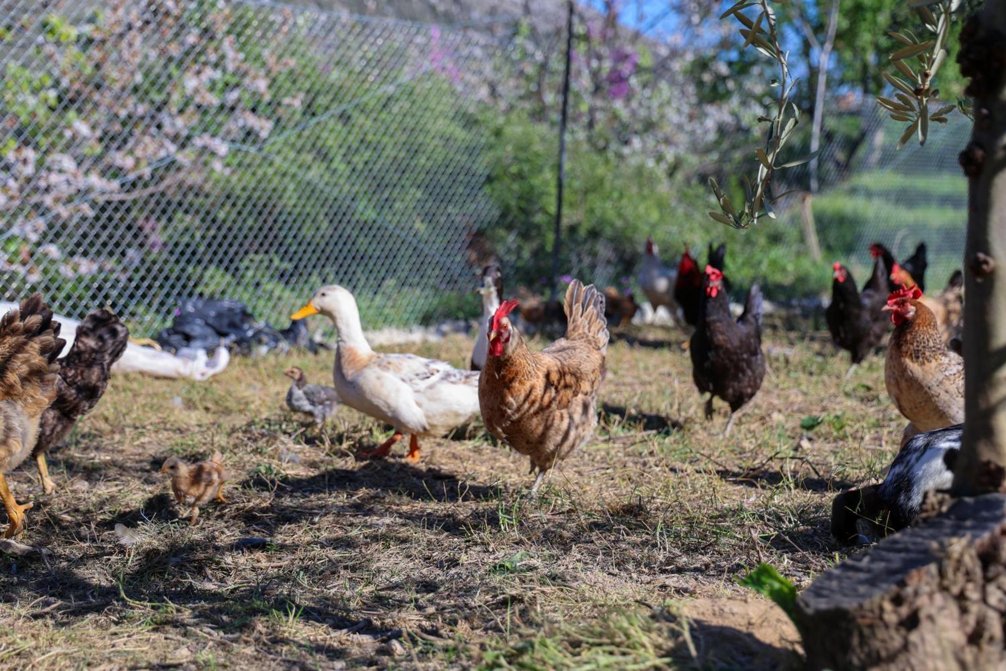 בראט Villa Shpiragu Village Experience מראה חיצוני תמונה